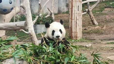 1 Macao Giant Panda Pavilion 019