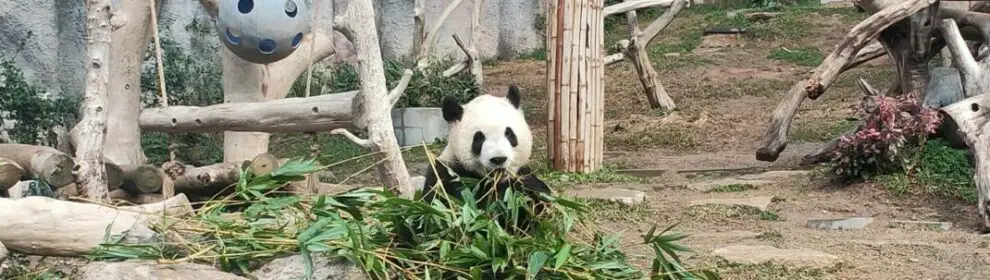 1 Macao Giant Panda Pavilion 019